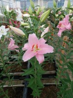 [5626 VH56 No01.JPG]